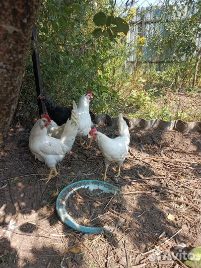 Продаются петухи