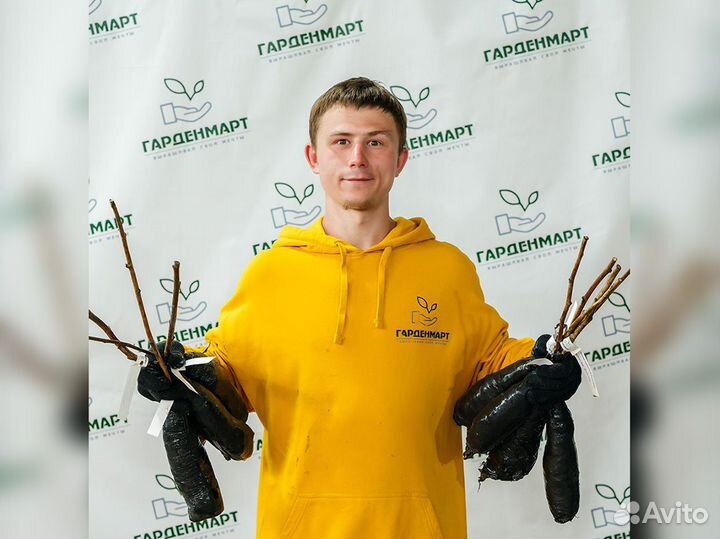 Малиновое дерево. Саженцы оптом