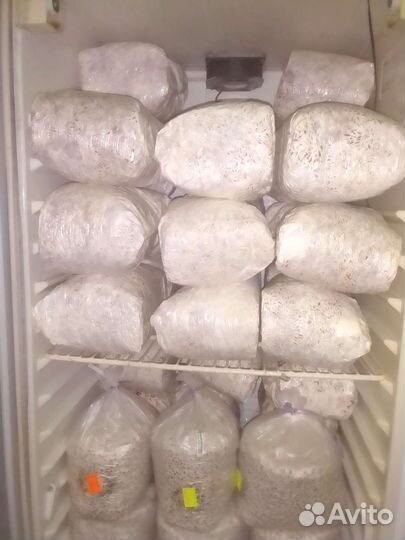 Мицелий вешенки зерновой