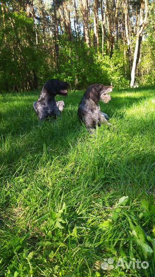 Щенки дратхаара