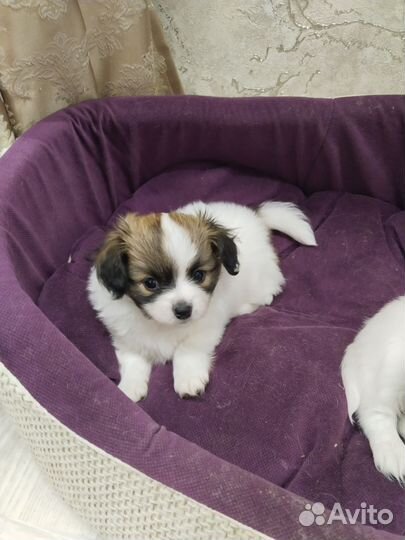 Собака породы Папильон