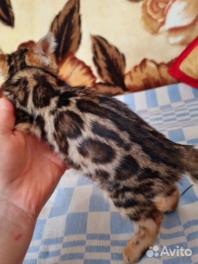 Бенгальские котята