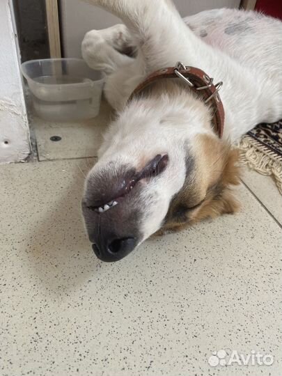 Добрая собака