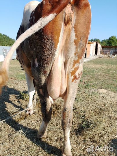 Коровы высокоудойные