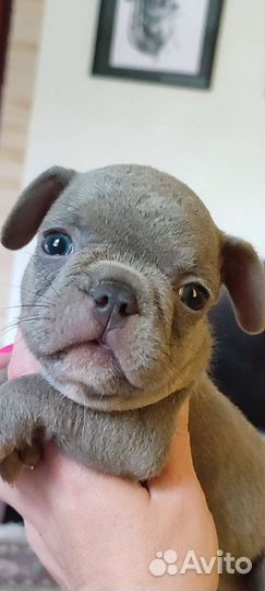 Лиловый французский бульдог