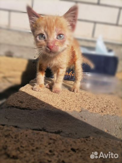 Кот ищет дом