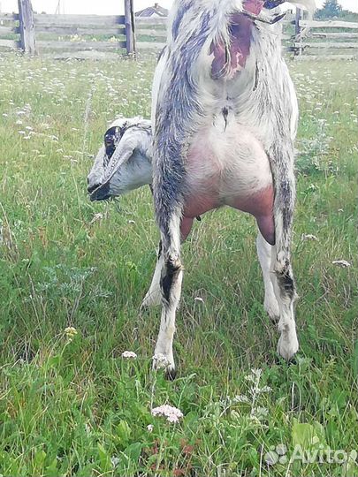 Коза дойная