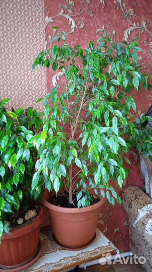 Фикус бенджамина