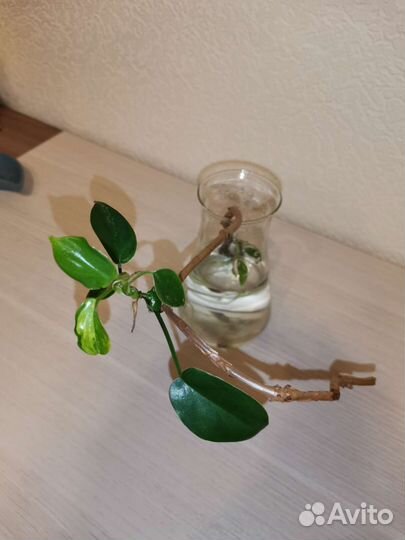 Филодендрон меджик маск детки