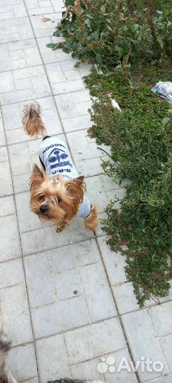 Дрессировка собак, передержка