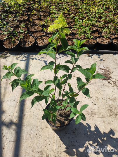 Гортензия метельчатая Ванила Фрайз