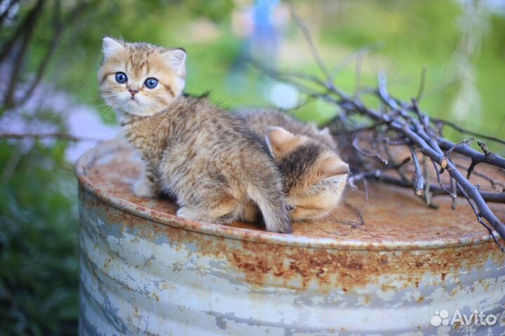 Британская золотая шиншилла