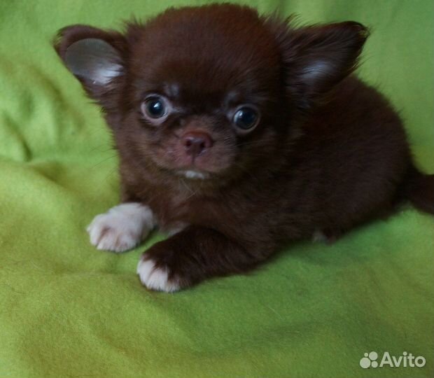 Мальчик длинношерстный