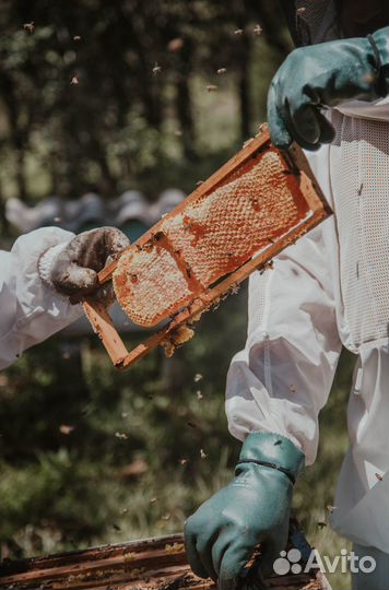 Мед натуральный алтайский опт