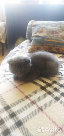 Британская