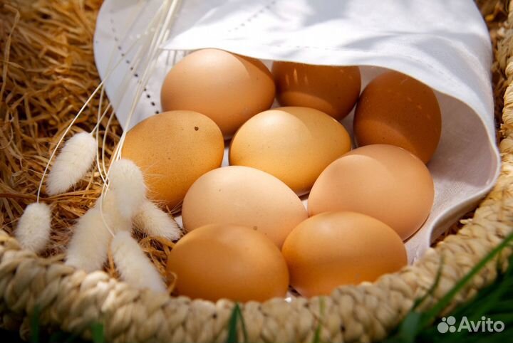 Куры несушки