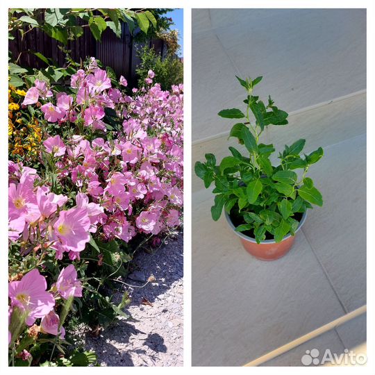 Растения для сада