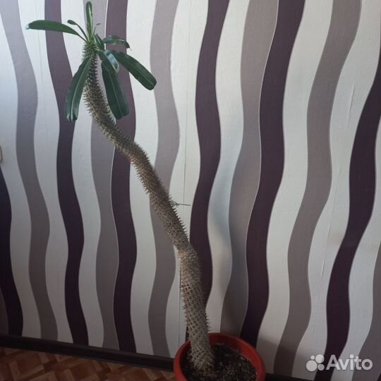 Пахиподиум. Мадагаскарская пальма