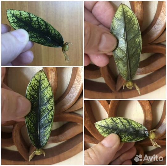 Замиокулькас листами с бульбочками