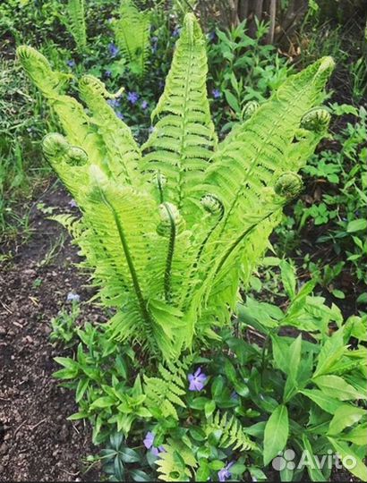 Рассада многолетних цветов