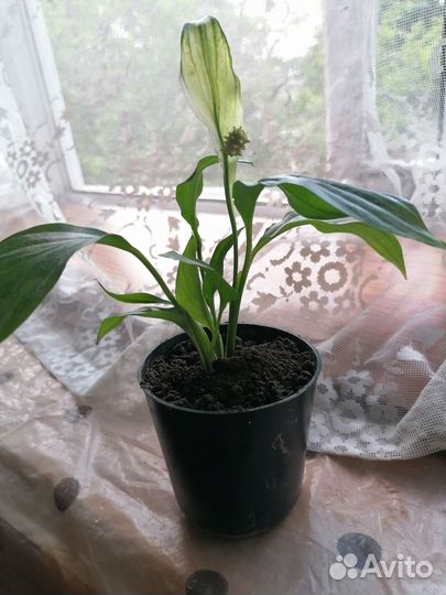 Продам комнатные цветы