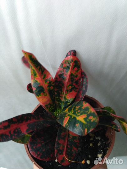 Кротон Батик