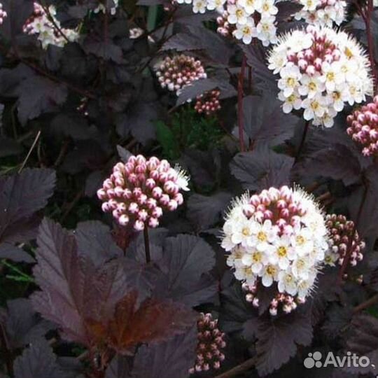 Пузыреплодник калинолистный диабло