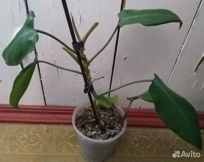 Филодендрон