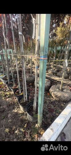 Клен друммонди