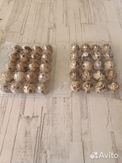 Инкубационное яйцо