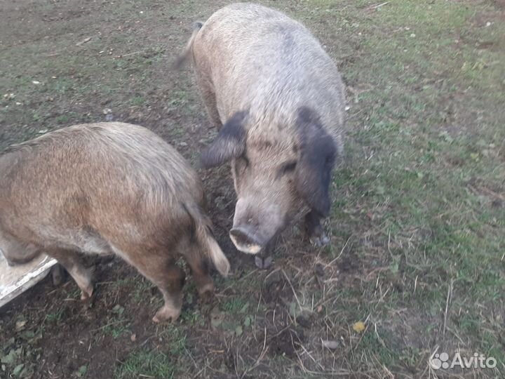 Венгерская мангалица