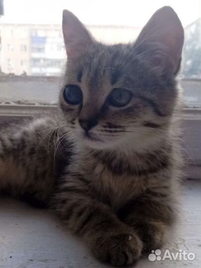 Котенок бесплатно