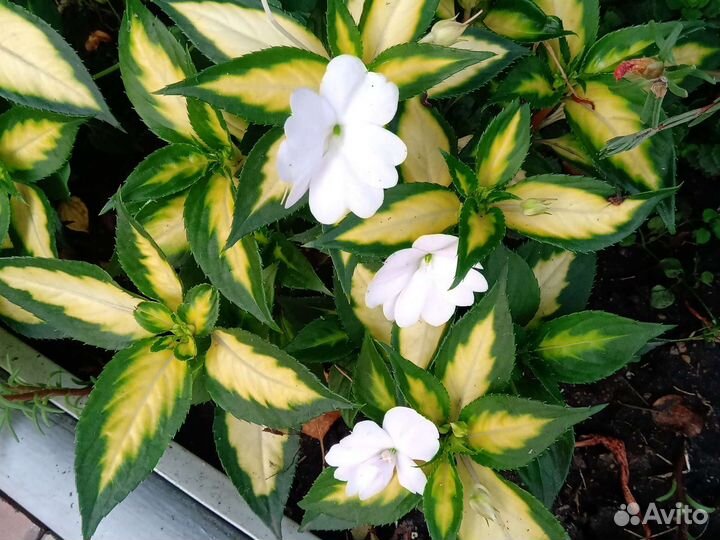 Бальзамин пестролистый Санпатиенс (Новогвинейский)