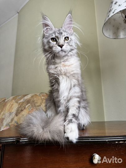 Очень ласковая кошка