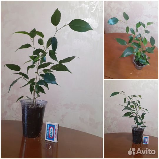 Замиокулькас +