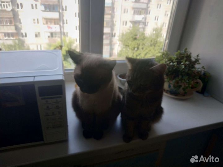 Отдадим в добрые руки