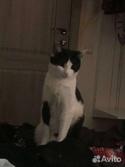 Кошка бесплатно