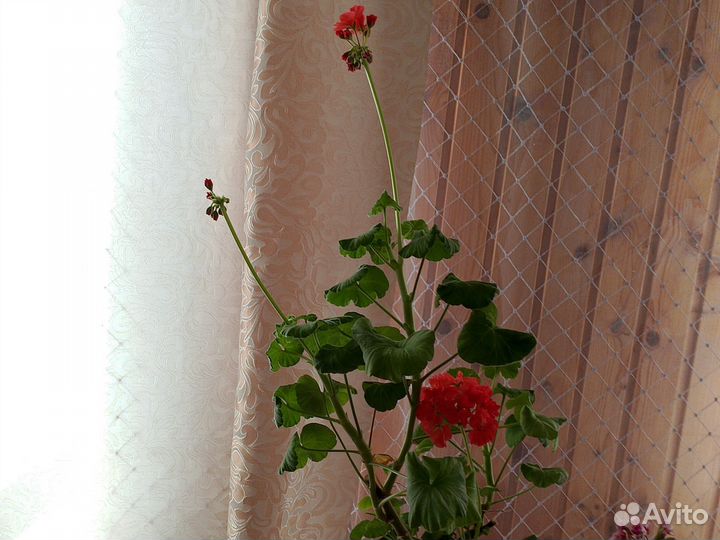 Герань пеларгония низкорослые и обычные