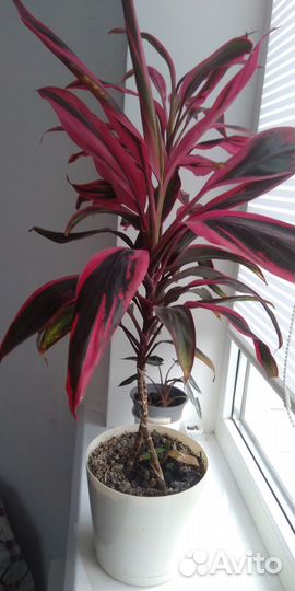 Кордилина мамбо