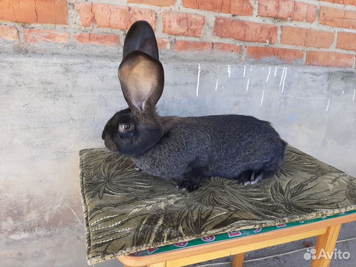 Кролики бельгийский великан