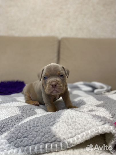 Американский булли мальчик