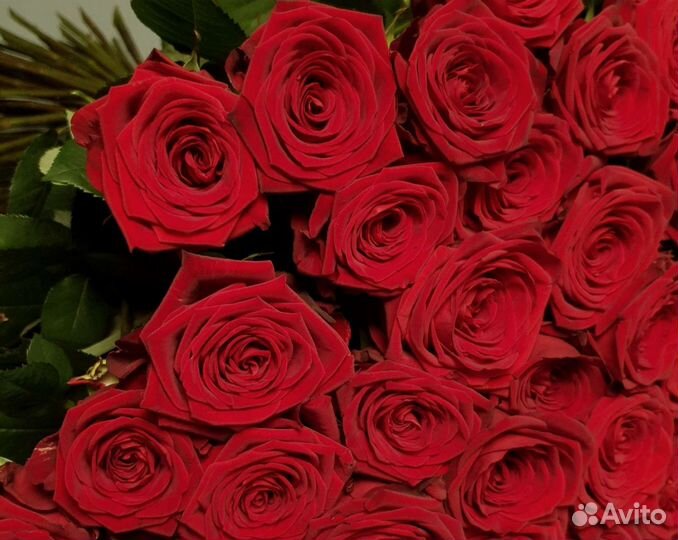 Цветы розы. 101 роза. Букет роз