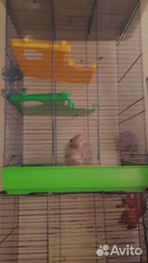 Два сирийских хомяка с клеткой