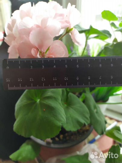 Пеларгония герань сортовая