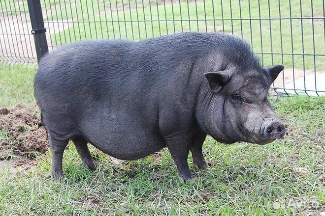 Вьетнамский вислобрюхий поросенок. Для свиноматки