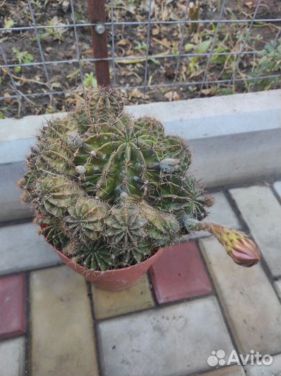 Кактусы и суккуленты