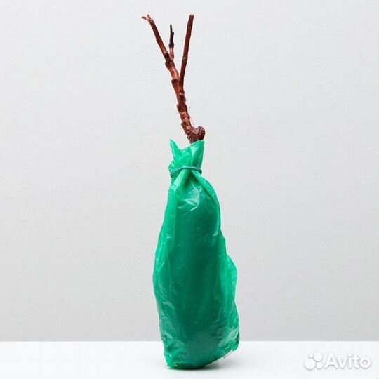 Виноград Аватар