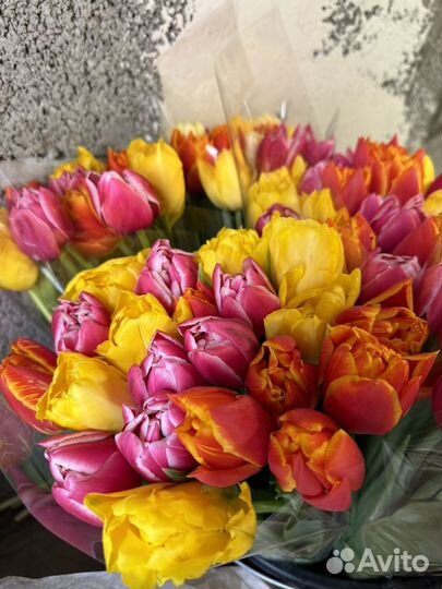 Луковицы тюльпанов