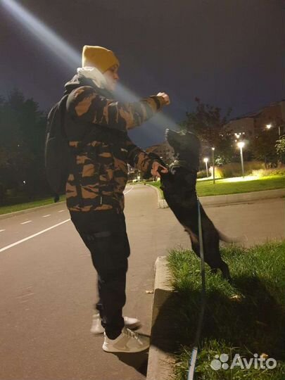 Передержка грызунов, выгул собак