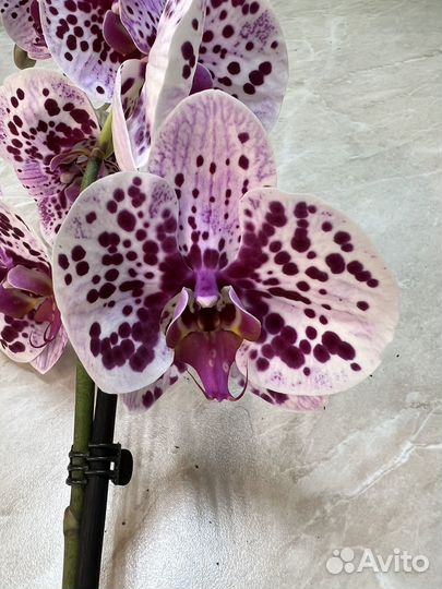 Орхидея фаленопсис